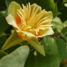 Chinese Tulip Tree Seeds Liriodendron Chinense 20 Seeds Fresh Seeds Fast Shipping