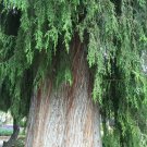 Chinese Weeping Cypress Tree Seeds Cupressus Funebri 20 Seeds Fresh Seeds Fast Shipping