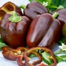 Chocolate Beauty Sweet Bell Pepper Vegetable Seeds Fresh Seeds Fast Shipping
