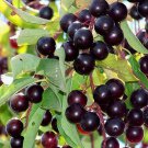 Chokecherry Tree Seeds Prunus Virginiana 25 Seeds Fresh Seeds Fast Shipping