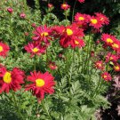 Chrysanthemum Robinsons Red Flower Seeds Chrysanthemum Coccineum 200 Seeds Fresh Seeds Fast Shipping