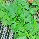 Cilantro Coriander Rak Tamachat Slow Bolt Coriandrum Sativum Fresh Seeds Fast Shipping