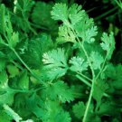 Cilantro Leisure Culinary Herbs Coriander Fresh Seeds Fast Shipping