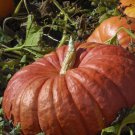 Cinderella Pumpkin Vine Seeds Rouge Vif Detampes 10 Seeds Fresh Seeds Fast Shipping