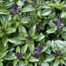 Cinnamon Basil Herb Seeds Ocimum Basilicum 50 Seeds Fresh Seeds Fast Shipping