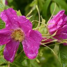 Cinnamon Rose Bush Seeds Rosa Davurica Amur Rose 30 Seeds Fresh Seeds Fast Shipping