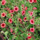 Cinquefoil Miss Willmott Flower Seeds Potentilla Nepalensis 50 Seeds Fresh Seeds Fast Shipping