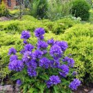 Cluster Bellflower Seeds Campanula Glomerata Acaulis 200 Seeds Fresh Seeds Fast Shipping
