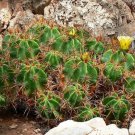 Clustering Barrel Cactus Seeds Ferocactus Robustus 20 Seeds Fresh Seeds Fast Shipping