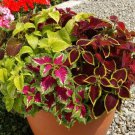 Coleus Wizard Mix Flower Seeds Solenostemon Scutellarioides 15 Seeds Fresh Seeds Fast Shipping