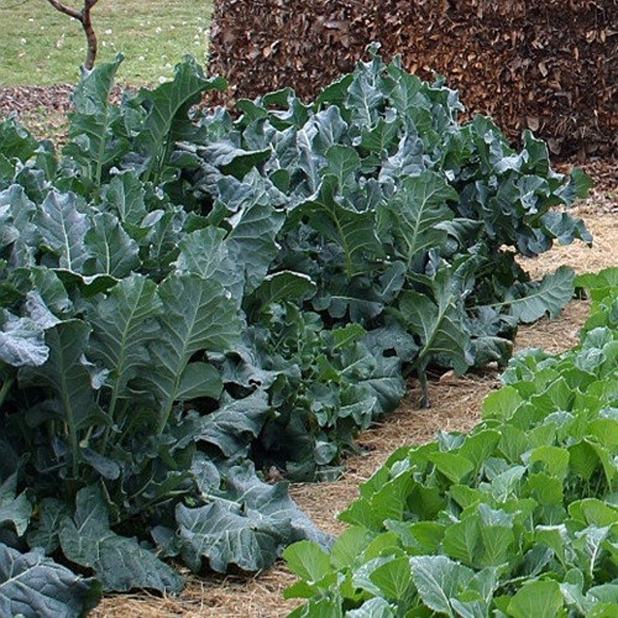 Collards Morris Heading Vegetable Seeds Brassica Oleracea 50 Seeds Fresh Seeds Fast Shipping