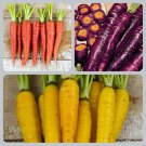 Colorful Carrot Collection Seed Kit Fresh Seeds Fast Shipping