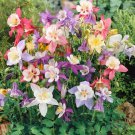 Columbine European Mix Flower Seeds Aquilegia Caerulea 50 Seeds Fresh Seeds Fast Shipping