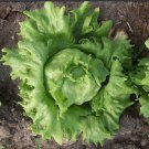 Coolguard Lettuce Vegetable Garden Fresh Seeds Fast Shipping