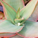 Coral Aloe Succulent Seeds Aloe Striata 20 Seeds Fresh Seeds Fast Shipping