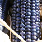 Corn Blue Hopi Vegetable Seeds Zea Mays 20 Seeds Fresh Seeds Fast Shipping