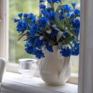 Cornflower Blue Bachelors Button Flower Seeds Centaurea Cyanus Dwarf 50 Seeds Fresh Seeds Fast Shipp