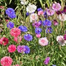 Cornflower Mix Fresh Seeds Fast Shipping