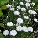 Cornflower White Bachelors Button Flower Seeds Centaurea Cyanus Dwarf 50 Seeds Fresh Seeds Fast Ship