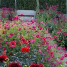 Cosmos Sensation Dazzler Flower Seeds Cosmos Bipinnatus 50 Seeds Fresh Seeds Fast Shipping
