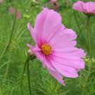 Cosmos Sensation Pinkie Flower Seeds Cosmos Bipinnatus 50 Seeds Fresh Seeds Fast Shipping