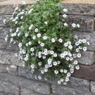 Creeping Babys Breath Ground Cover Seeds Gypsophila Repens White 100 Seeds Fresh Seeds Fast Shipping