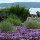 Creeping Mother Of Thyme Thymus Serpyllum 100 Seeds Fresh Seeds Fast Shipping
