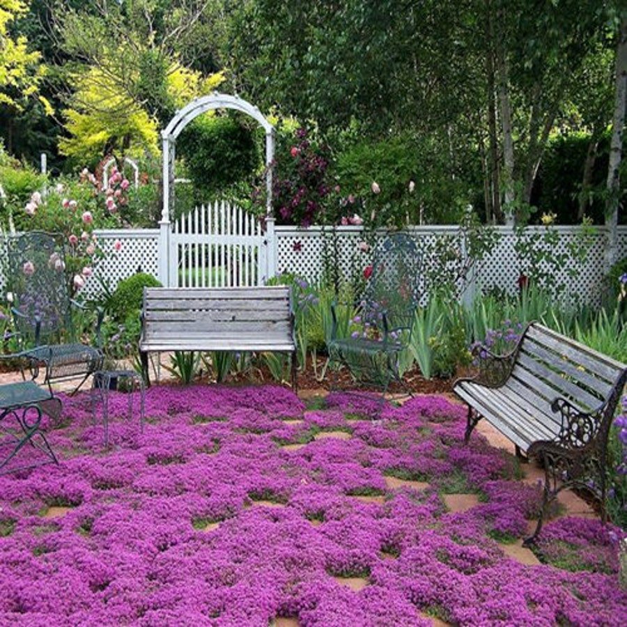 Creeping Thyme Magic Carpet Seeds Thymus Serpyllum 100 Seeds Fresh Seeds Fast Shipping