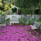 Creeping Thyme Magic Carpet Seeds Thymus Serpyllum 100 Seeds Fresh Seeds Fast Shipping