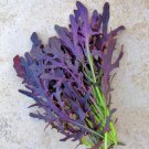 Crimson Tide Mustard Salad Greens Garden Fresh Seeds Fast Shipping