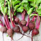 Crosbys Egyptian Beets Fresh Seeds Fast Shipping