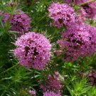 Crossworts Pretty Pink Flower Seeds Crucianella Phuopsis Stylosa 50 Seeds Fresh Seeds Fast Shipping
