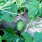 Cucamelon Mexican Sour Gherkin Mouse Melon Fresh Seeds Fast Shipping