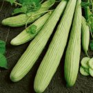 Cucumber Armenian Yard Long Vegetable Seeds Cucumis Melo 20 Seeds Fresh Seeds Fast Shipping