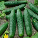 Cucumber Straight Eight Vegetable Seeds Cucumis Sativus 25 Seeds Fresh Seeds Fast Shipping