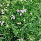 Cumin Culinary Herbs Gourmet Ancient Spice Fresh Seeds Fast Shipping
