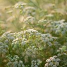 Cumin Herb Seeds Cuminum Cyminum 50 Seeds Fresh Seeds Fast Shipping
