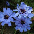 Cupids Dart Blue Flower Seeds Catananche Caerulea 30 Seeds Fresh Seeds Fast Shipping