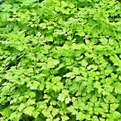 Cur Chervil Herb Garden Herb Seeds French Parsley Fresh Seeds Fast Shipping