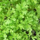 Cur Cress Salad Greens Fresh Seeds Fast Shipping