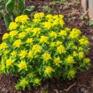 Cushion Spurge Flower Seeds Euphorbia Polychroma 15 Seeds Fresh Seeds Fast Shipping