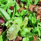 Cutting Mix Lettuce Fresh Seeds Fast Shipping