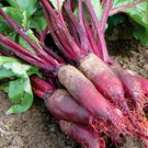 Cylindra Beets Vegetable Seeds Fresh Seeds Fast Shipping