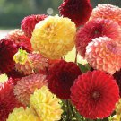 Dahlia Pompon Mix Flower Seeds Dahlia Variabilis 30 Seeds Fresh Seeds Fast Shipping