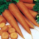 Danvers 126 Carrot Vegetable Fresh Seeds Fast Shipping