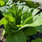 Dark Green Cos Romaine Lettuce Salad Greens Vegetable Patio Garden Fresh Seeds Fast Shipping