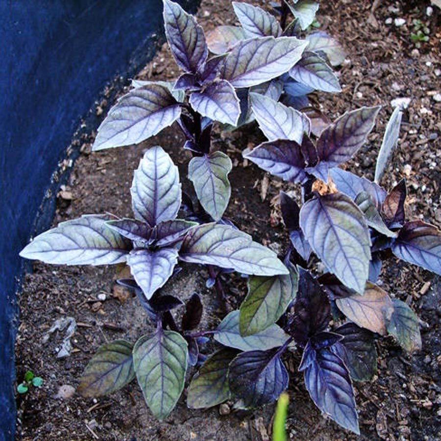 Dark Purple Opal Basil Vegetable Seeds Fresh Seeds Fast Shipping
