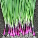 Deep Purple Bunching Onion Red Buncher Zz Fresh Seeds Fast Shipping