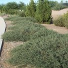 Desert Carpet Acacia Seeds Acacia Redolens Prostrata 20 Seeds Fresh Seeds Fast Shipping