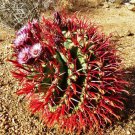 Devils Tongue Barrel Cactus Seeds Ferocactus Latispinus 20 Seeds Fresh Seeds Fast Shipping